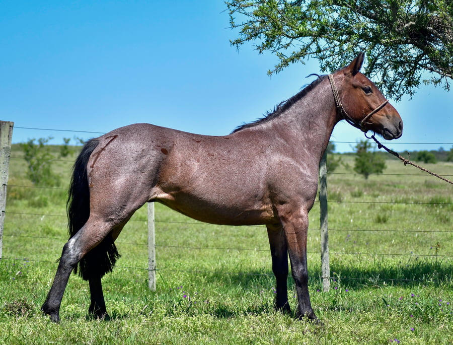 Lote Quirquincho El Remate