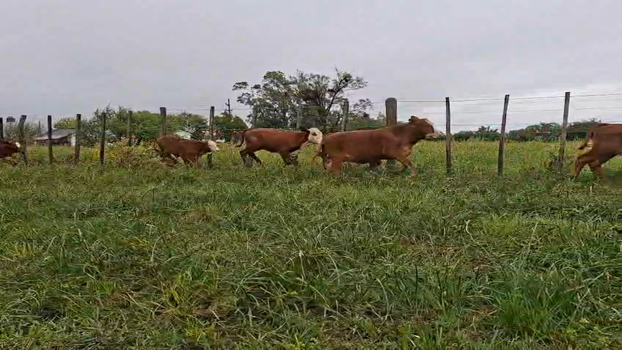 Lote 26 Terneros/as en Corrientes, Monte Caseros