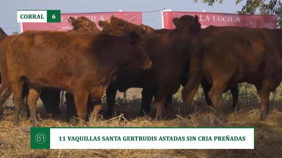 Lote 11 VAQUILLAS SANTA GERTRUDIS ASTADAS SIN CRIA PREÑADAS