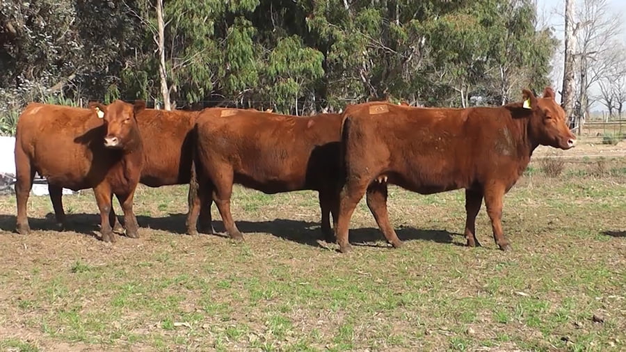 Lote VAQUILLONAS PURAS CONTROLADAS CON GARANTIA DE PREÑEZ