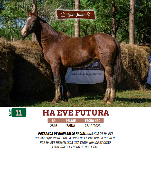 Lote LOTE 11