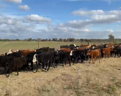 Lote 75 terneras - Arizona Pcia San Luis