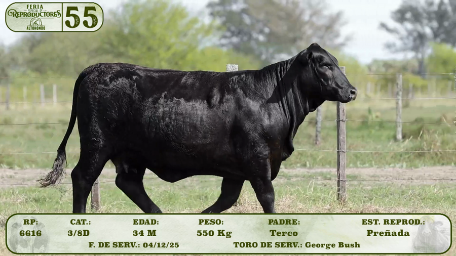 Lote LOTE 55