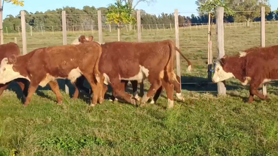 Lote Jose Luis Moreno - Escritorio Dutra