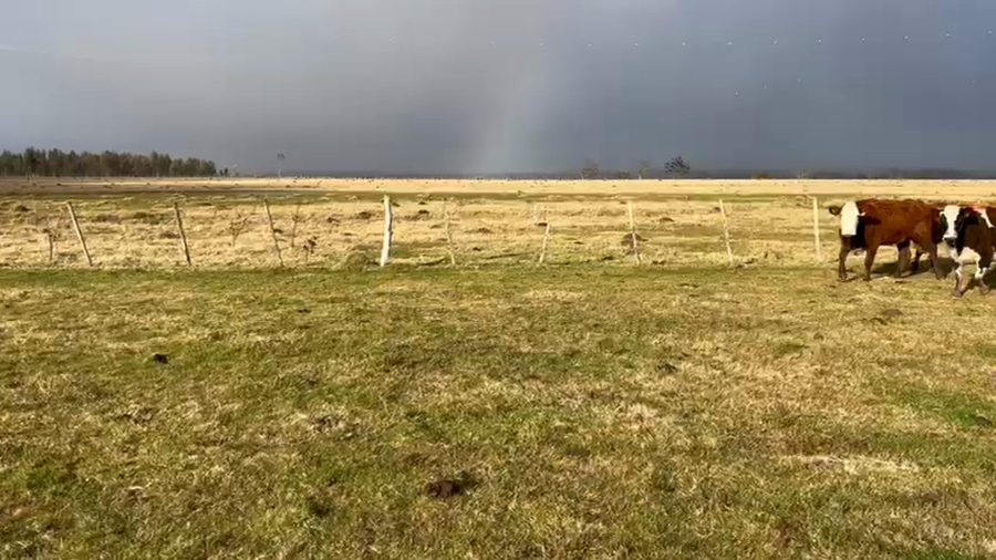 Lote 30 Vacas de Invernada en Cerro Largo, Melo