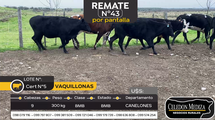 Lote 9 Vaquillonas  en Otra Localidad, Canelones