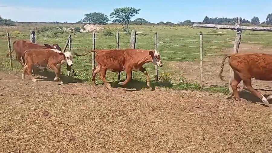 Lote 71 Terneros/as en Corrientes, Goya