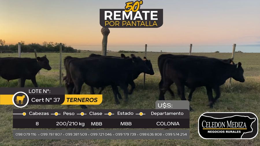 Lote 8 Terneros en Otra Localidad, Colonia