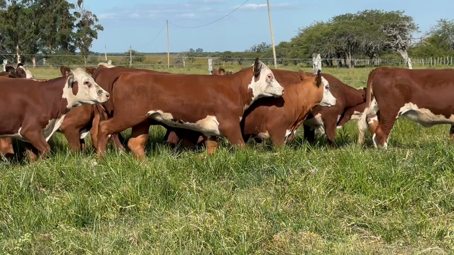 Lote 110 Terneras
