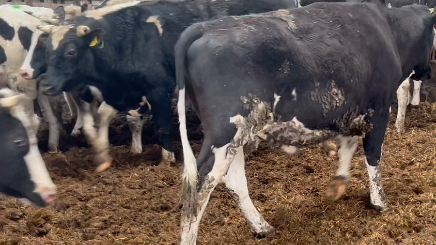 Lote 20 Novillo Gordo en Río Bueno, XIV Región Los Ríos