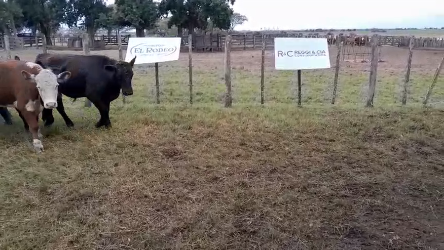 Lote 62 Novillos