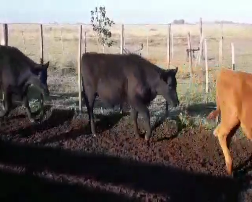 Lote Novillitos y vaquillonas en Laprida, Buenos Aires