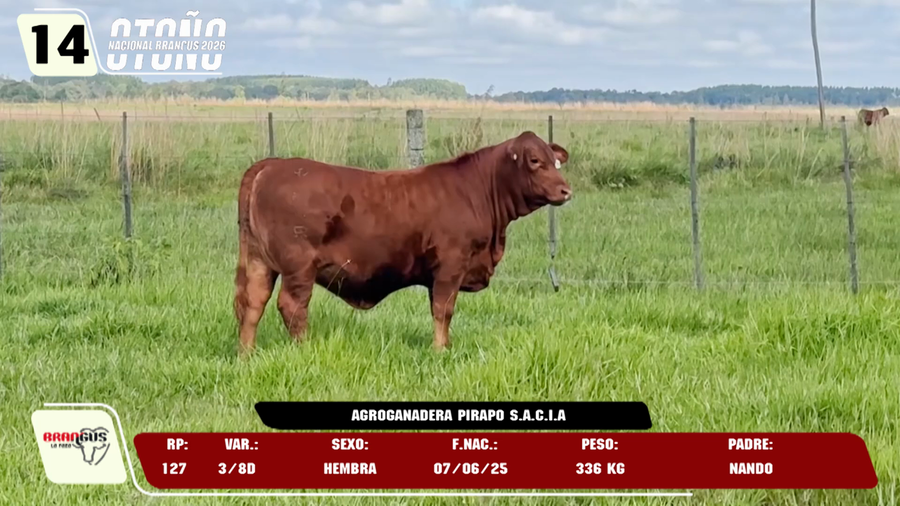 Lote LOTE 14 -DE JUNIOR