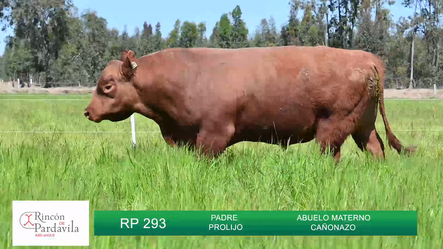 Lote TOROS RINCON DE PARDAVILLA