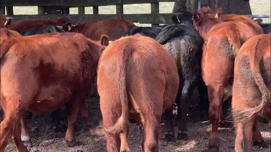 Lote 18 Novillo Engorda en Osorno, X Región Los Lagos