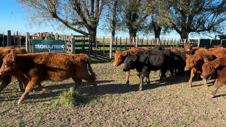 Lote 60 Terneros en Gral. Lamadrid