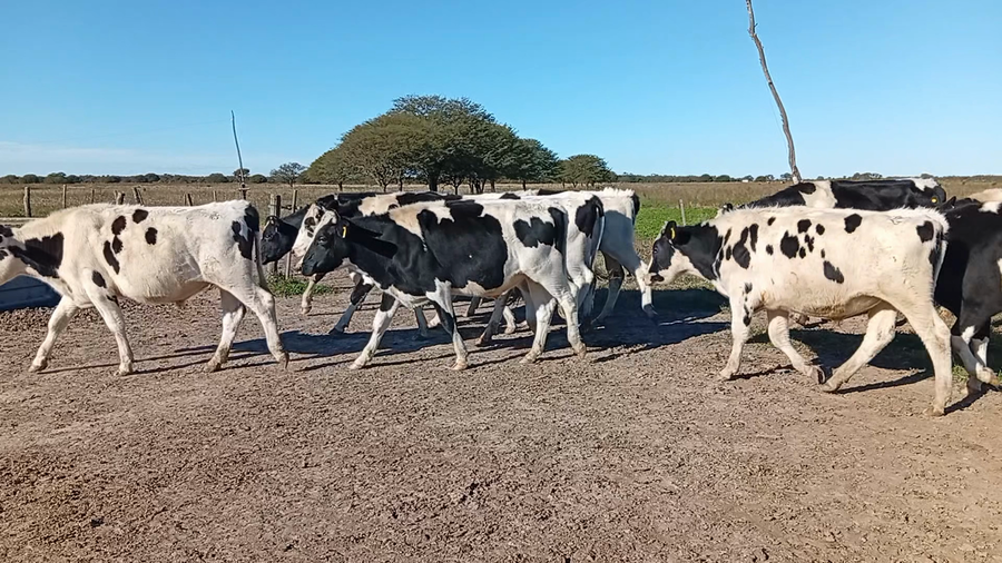 Lote 13 Novillitos Holando en San Guillermo, Santa Fe