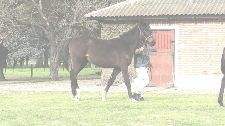 Lote BASEMENT (SIXTIES SONG -  BIOSFERA)