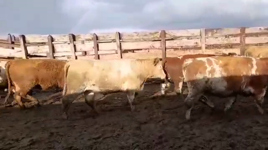 Lote 20 Vaquilla Gorda en Los Ángeles, VIII Región Biobío