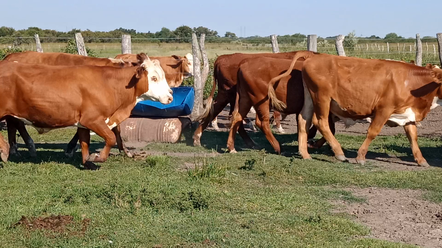 Lote 14 Novillitos