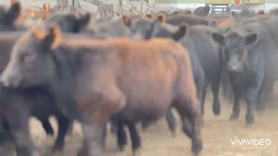 Lote 60 Terneras en Brandsen, Buenos Aires