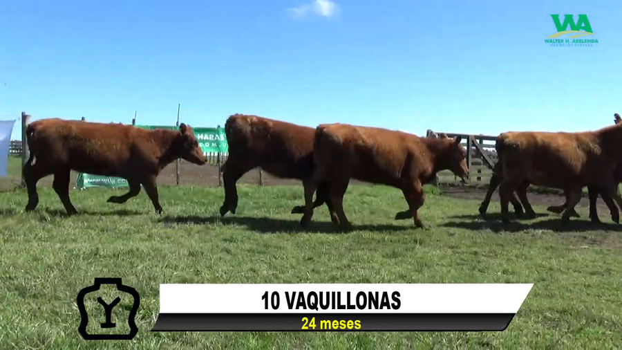 Lote 10 VAQUILLONAS