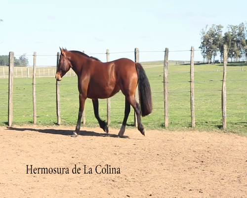 Lote HERMOSURA DE LA COLINA