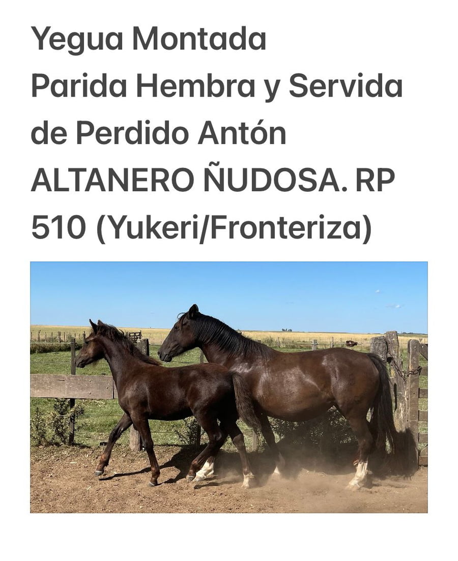 Lote ALTANERO ÑUDOSA. RP 510