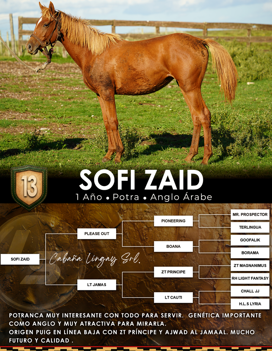 Lote SOFI ZAID