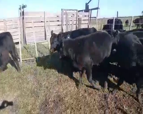 Lote 16 Terneros/as en Pehuajó, Buenos Aires