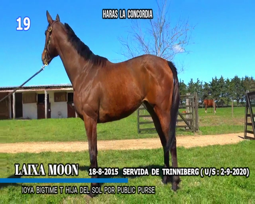 Lote LAIXA MOON