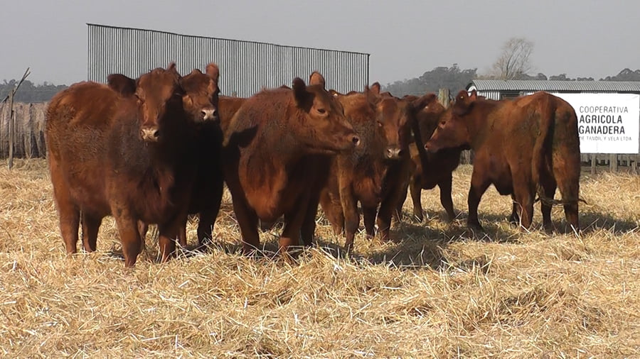 Lote VAQUILLONAS GENERALES PREÑADAS