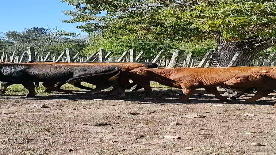 Lote 7 Terneros en Melo, Cerro Largo