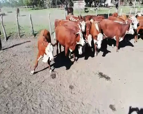 Lote 33 Novillos en Federal, Entre Ríos