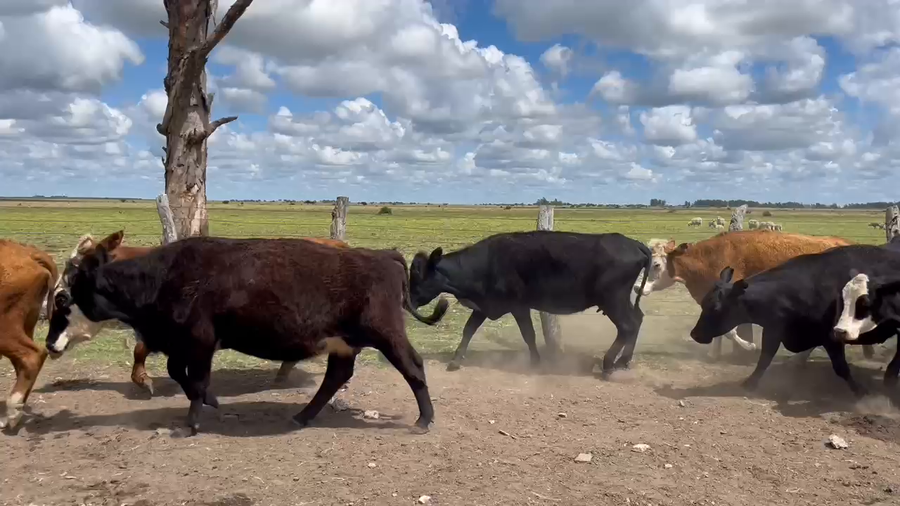 Lote 17 Vacas de invernar en Corrientes, Curuzu Cuatia