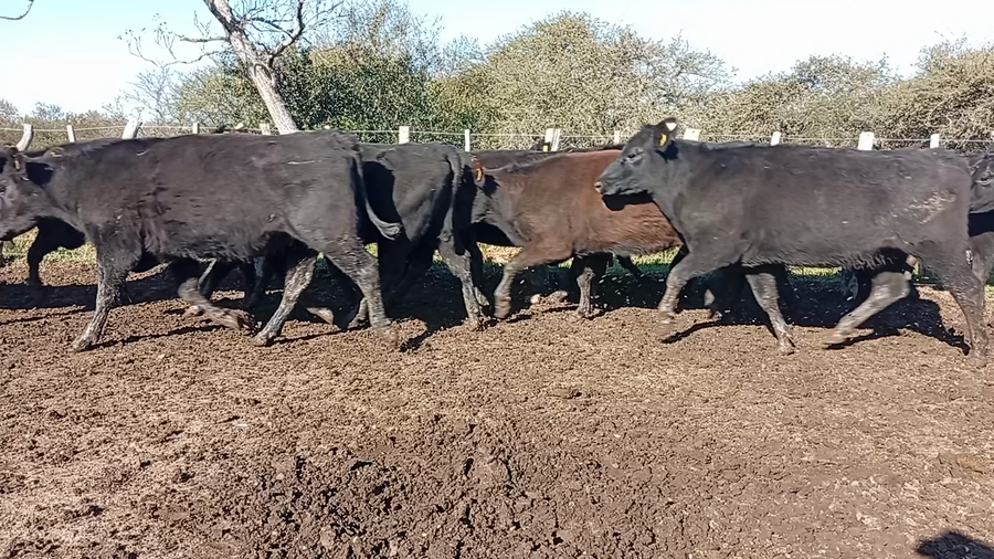 Lote 38 Vacas de invernar