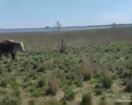 Lote 28 Vacas usadas preñadas en Buenos Aires, Pehuajó