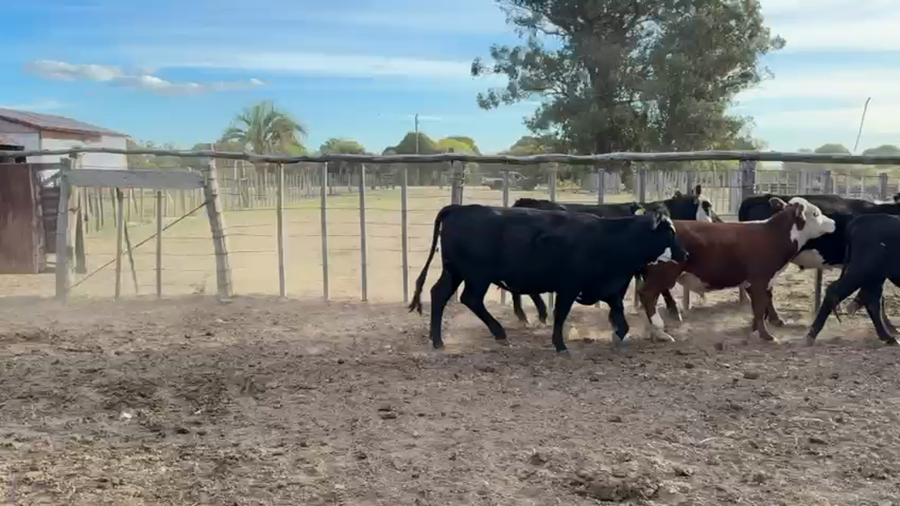 Lote TERNEROS Y TERNERAS