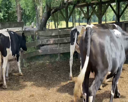 Lote 20 Novillo Gordo en XIV Región Los Ríos, Los Lagos