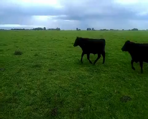 Lote 25 Novillitos en Brandsen, Buenos Aires