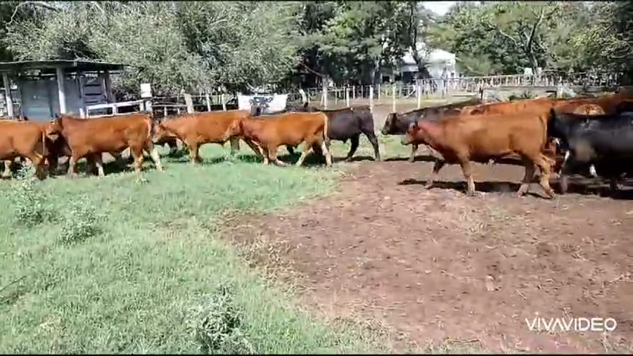 Lote 65 Terneros