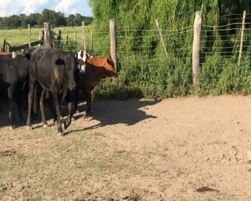 Lote 90 Terneros en Misión San Fco., Formosa