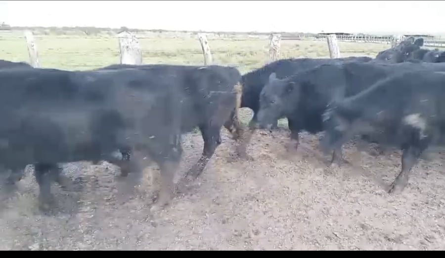 Lote 185 Novillos en Corrientes, Curuzú-Cuatiá