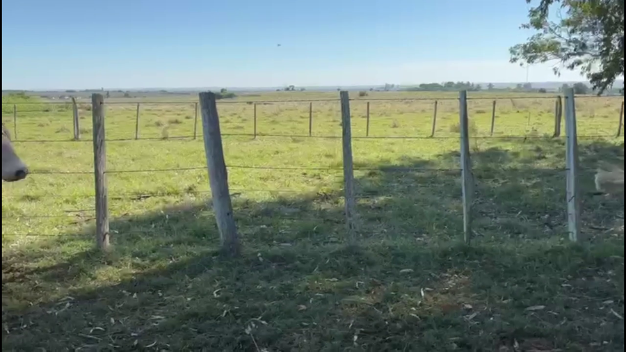 Lote NOVILLOS 2 A 3 AÑOS