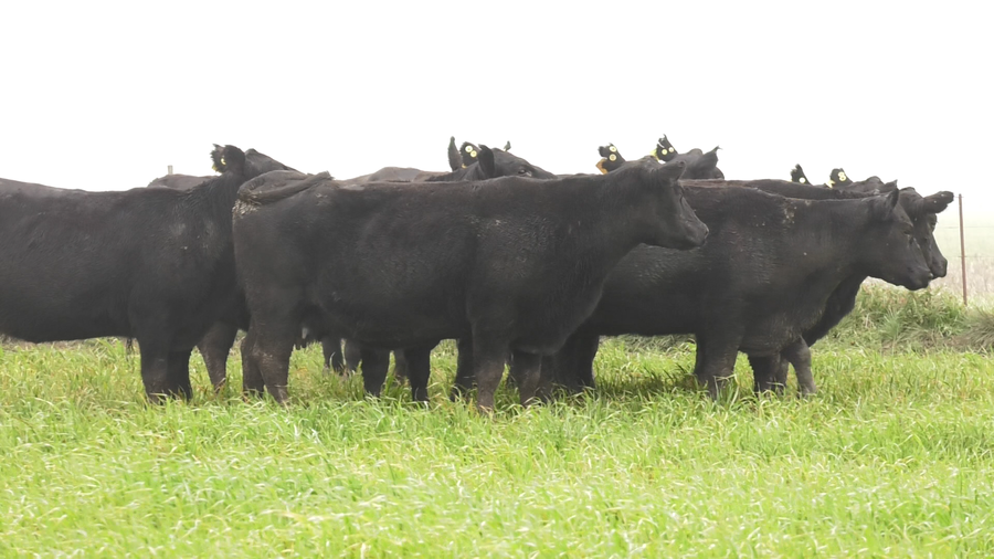 Lote VACAS  ANGUS NEGRAS P. CONTROLADAS C/ GTIA DE PREÑEZ