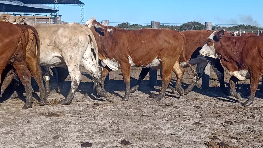 Lote 49 Vaquillonas de invernada en Corrientes, Curuzu Cuatia