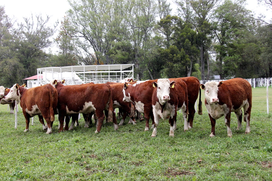 Lote VAQUILLONAS PREÑADAS PR HEREFORD -PARICION OTOÑO 2022-