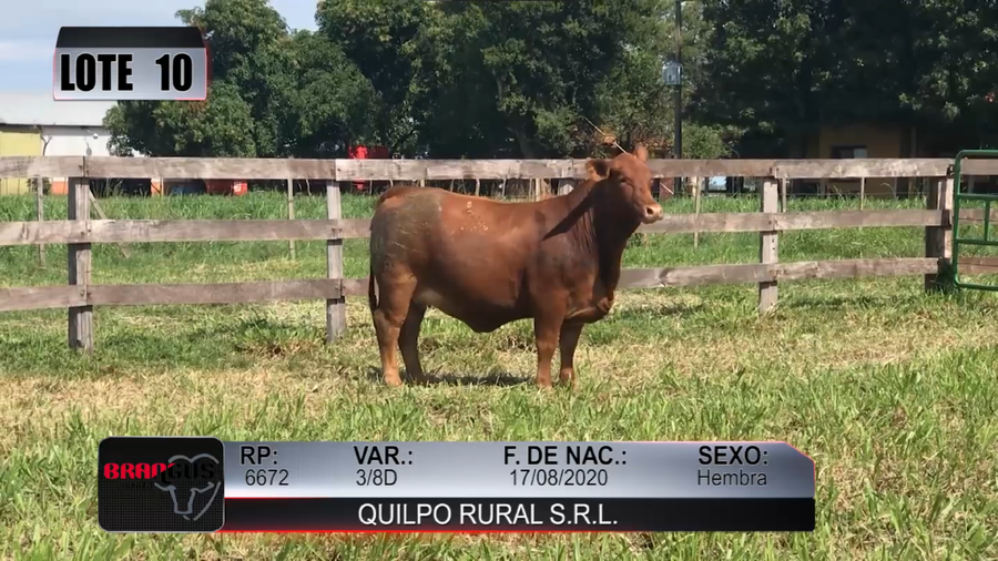 Lote Nacional de Otoño Brangus Campo - Lote 10