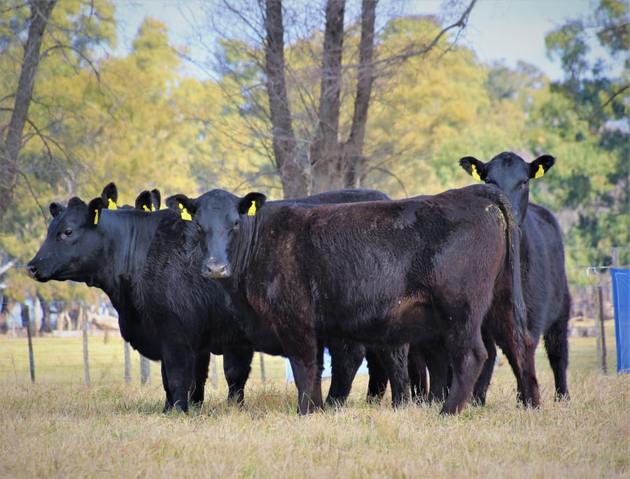 Lote "Cabaña ""Don Felix"" Vaquillonas PC"