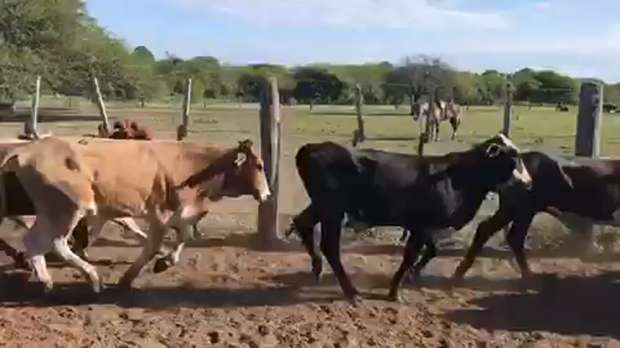 Lote 110 Terneros en Pto. Eva Perón, Chaco